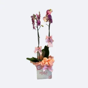 Orquídea para Presente de Dia das Mães